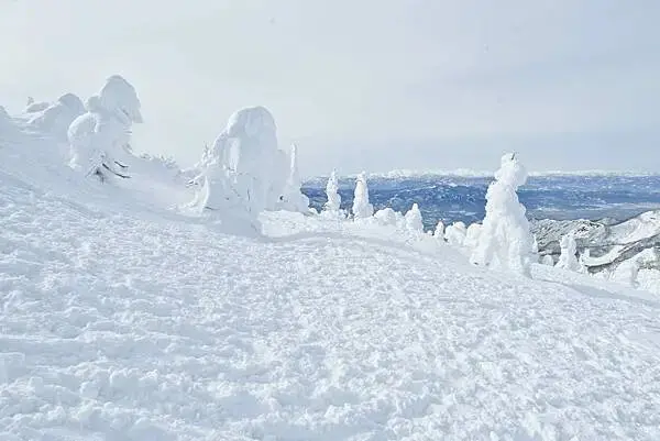[日本藏王]冬季限定藝術大自然神秘奇景。百萬雪怪出沒~藏王樹