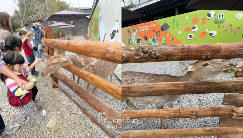鹿谷親子景點推薦｜鹿芝谷生態景觀園區。瓦來黑鼻羊｜水豚君｜親