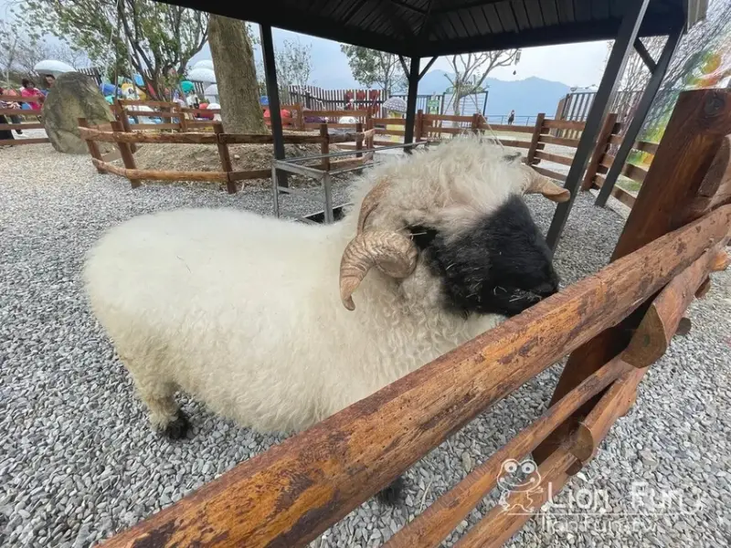 鹿谷親子景點推薦｜鹿芝谷生態景觀園區。瓦來黑鼻羊｜水豚君｜親