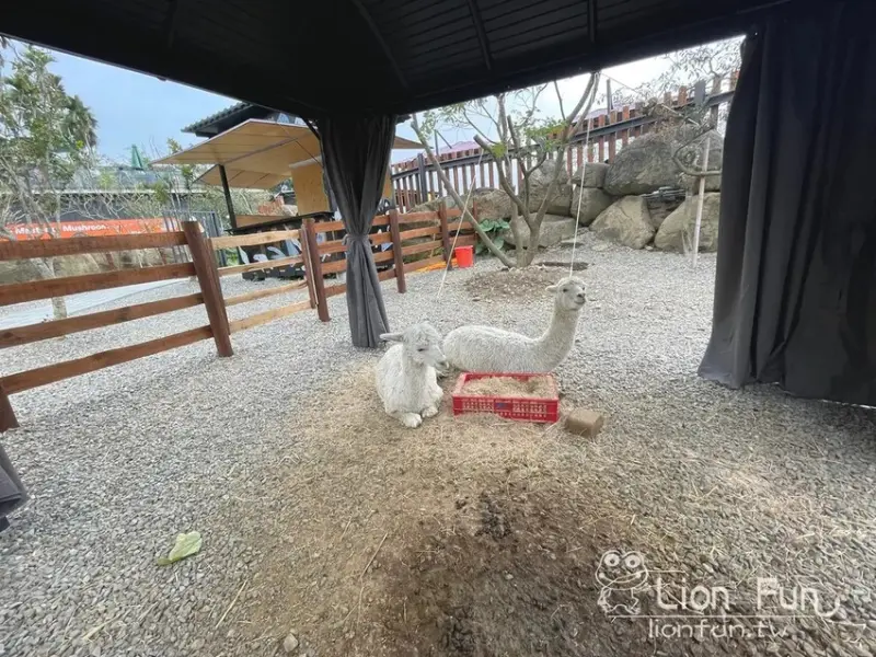 鹿谷親子景點推薦｜鹿芝谷生態景觀園區。瓦來黑鼻羊｜水豚君｜親