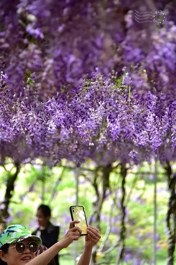 淡水紫藤花園