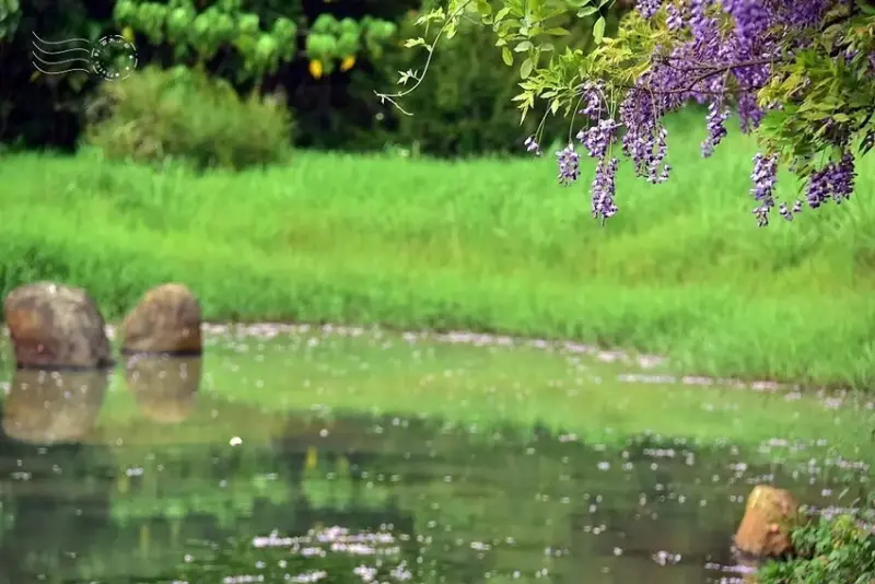 淡水紫藤花園 水池倒影區