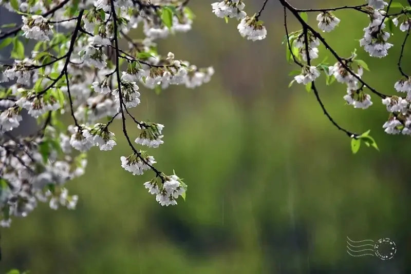 觀霧【霧社櫻王】