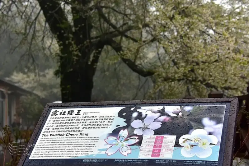 觀霧【霧社櫻王】