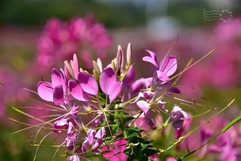 2025古亭河濱公園花海:醉蝶花