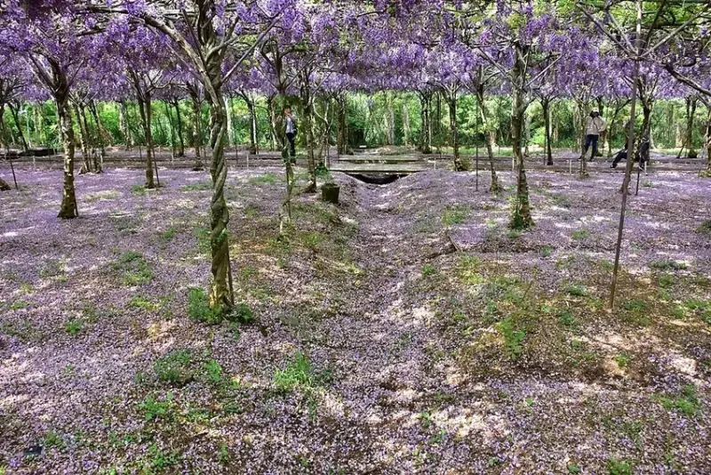 淡水紫藤花園 紫藤花