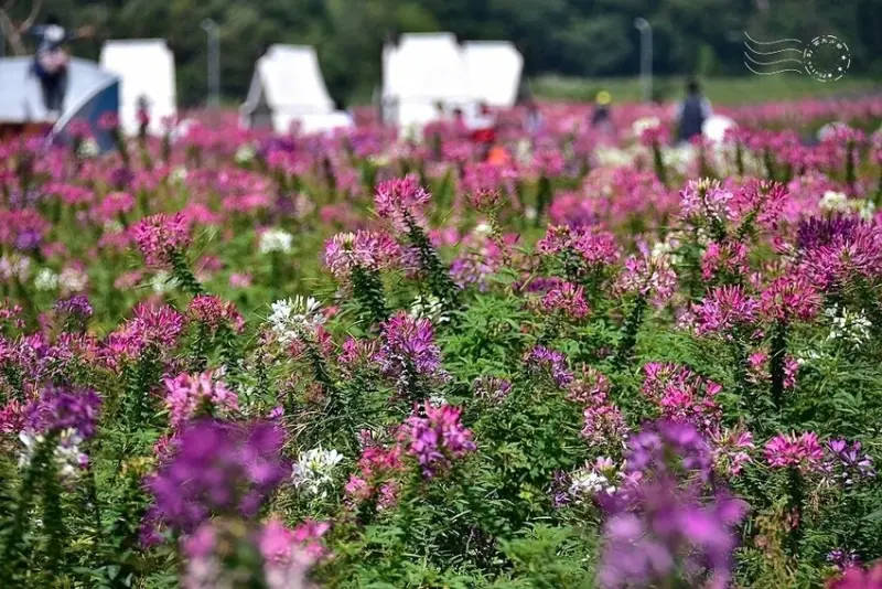 2025古亭河濱公園花海:醉蝶花