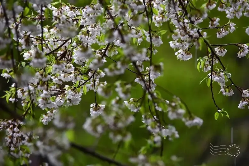 觀霧【霧社櫻王】