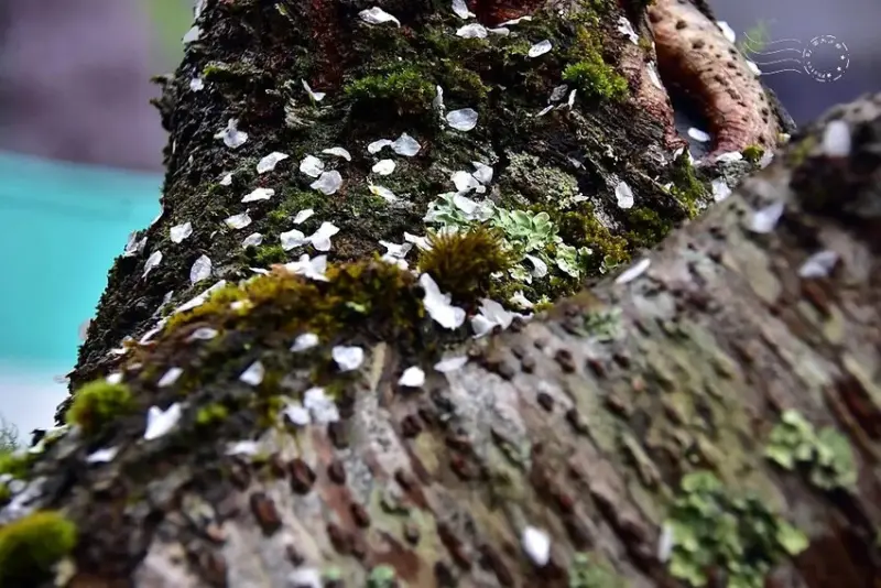 雪霸國家公園:笑靨花