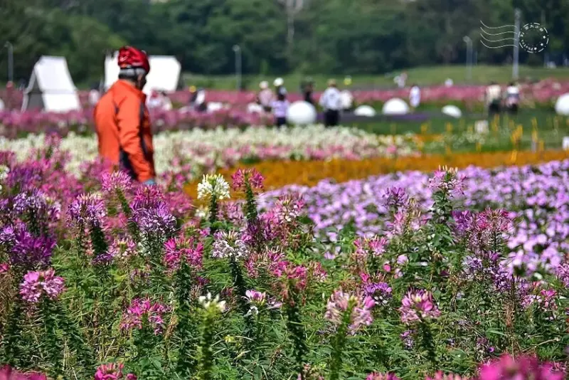 2025古亭河濱公園花海:醉蝶花