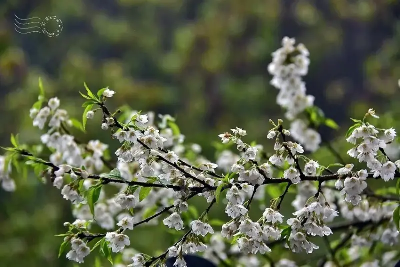 觀霧【霧社櫻】