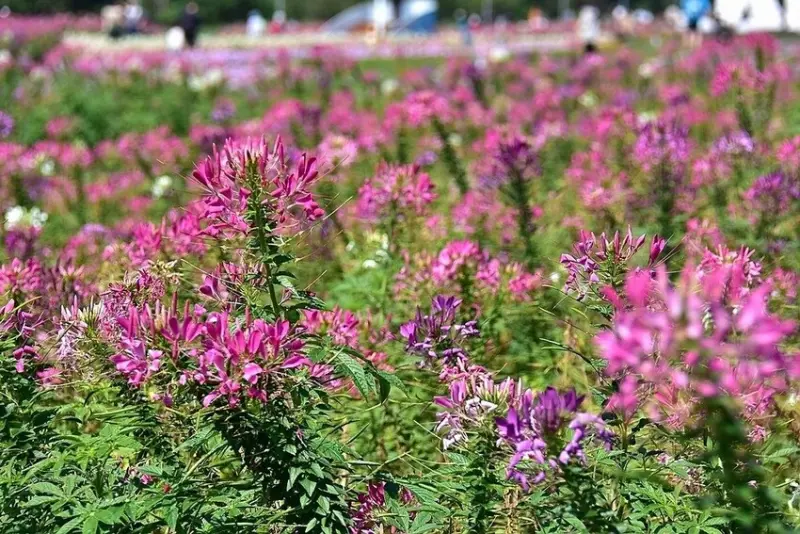 2025古亭河濱公園花海:醉蝶花