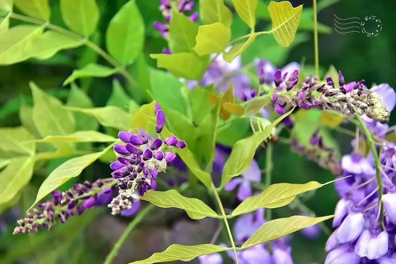 淡水紫藤花園 樹形紫藤花