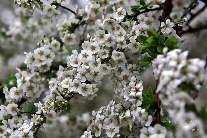 雪霸國家公園:笑靨花