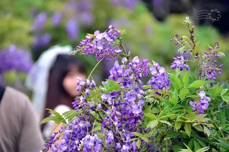 淡水紫藤花園 樹形紫藤花