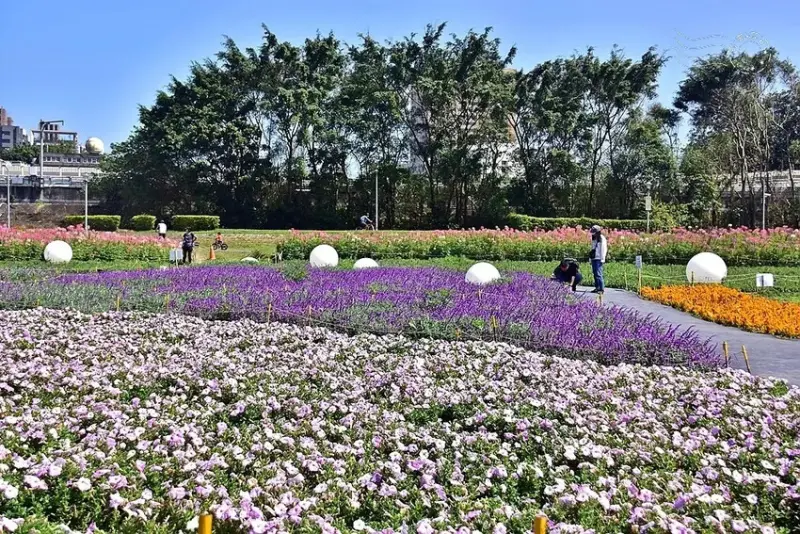 2025古亭河濱公園花海