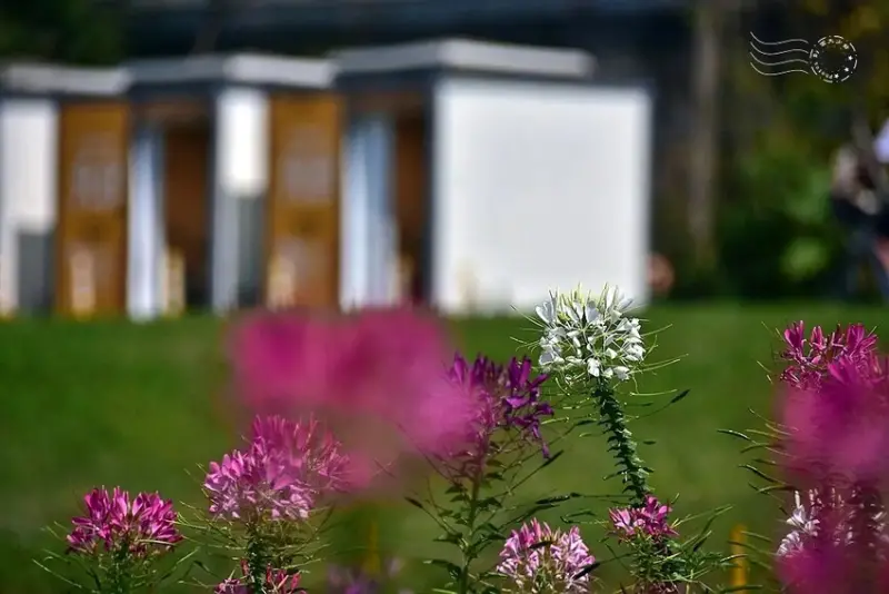 2025古亭河濱公園花海:醉蝶花