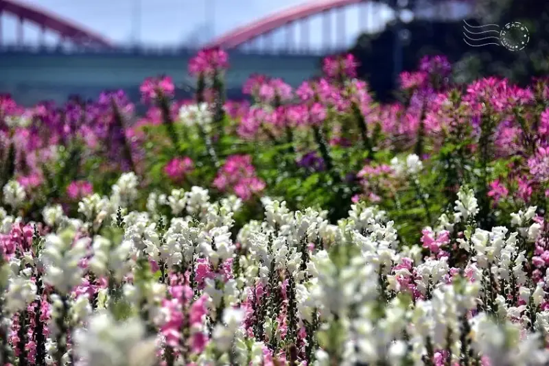 2025古亭河濱公園花海:金魚草