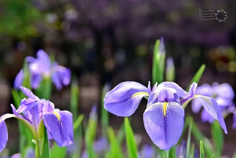 淡水紫藤花園 鳶尾花