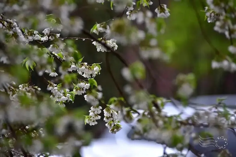 觀霧【霧社櫻王】