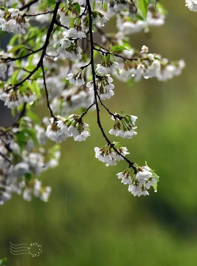 觀霧【霧社櫻王】