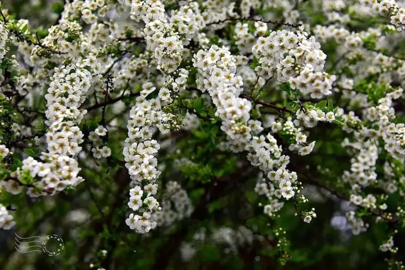 雪霸國家公園:笑靨花