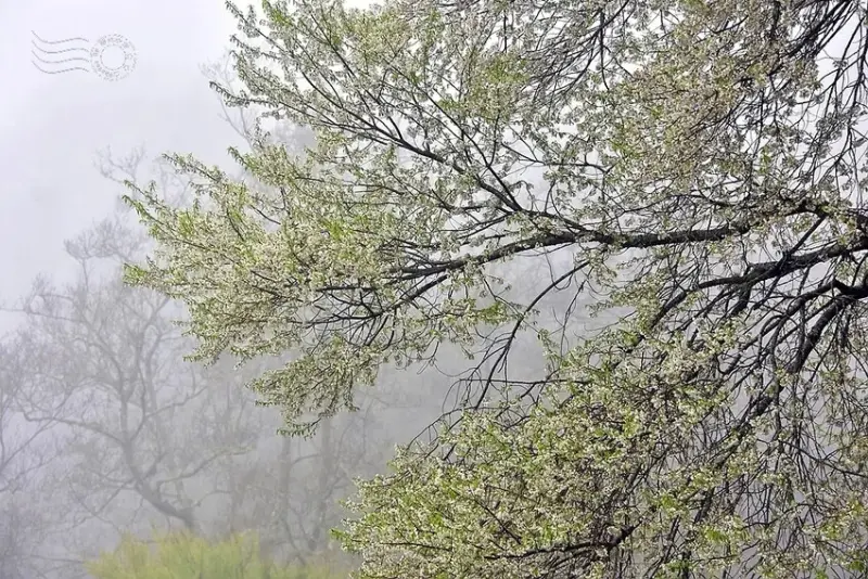 觀霧【霧社櫻王】