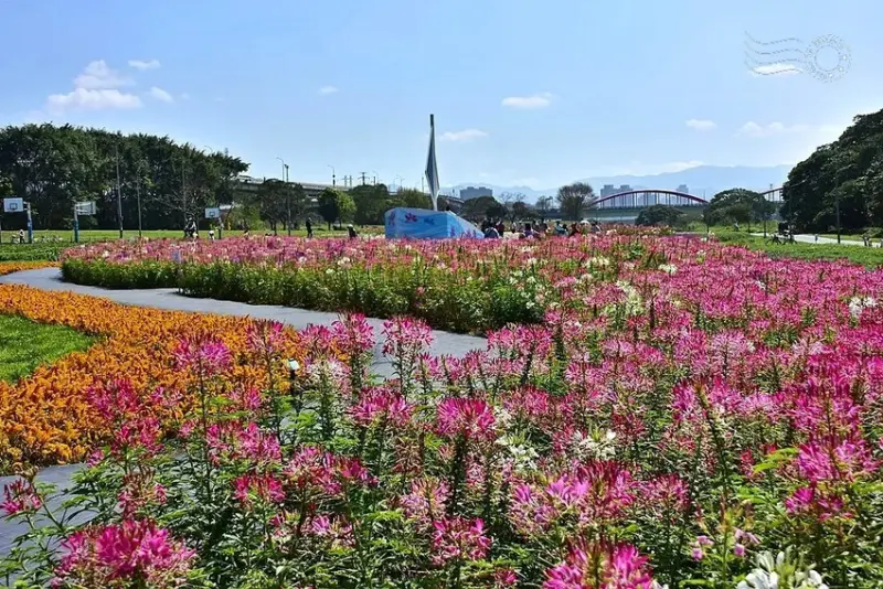 2025古亭河濱公園花海:醉蝶花