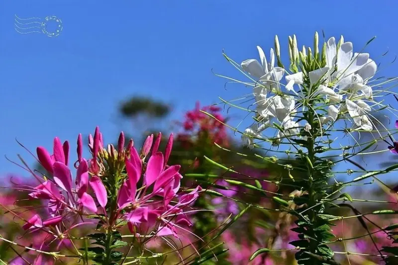 2025古亭河濱公園花海:醉蝶花