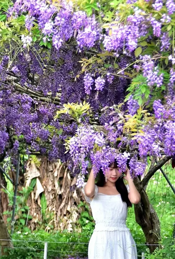 淡水紫藤花園