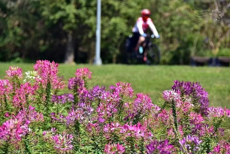 2025古亭河濱公園花海:醉蝶花