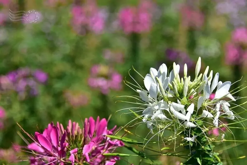 2025古亭河濱公園花海:醉蝶花