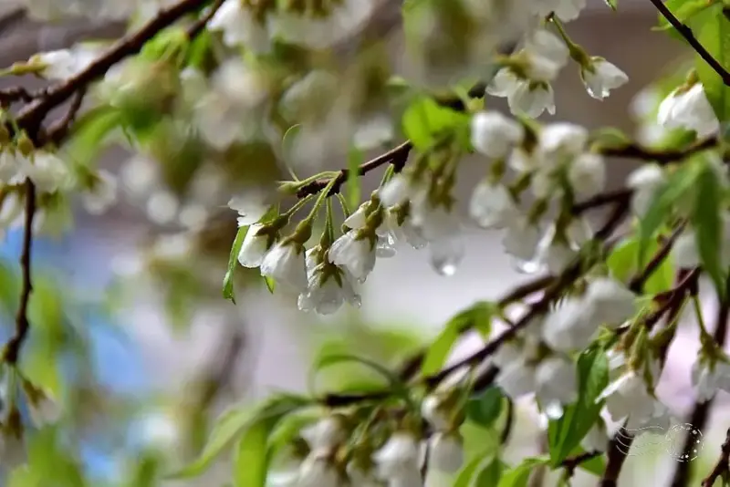 觀霧【霧社櫻王】