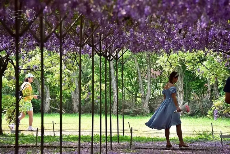 淡水紫藤花園 紫藤花