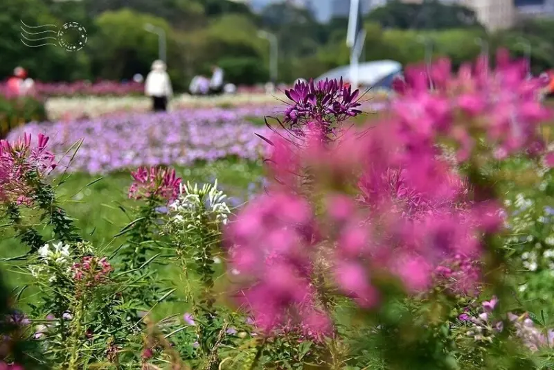 2025古亭河濱公園花海:醉蝶花