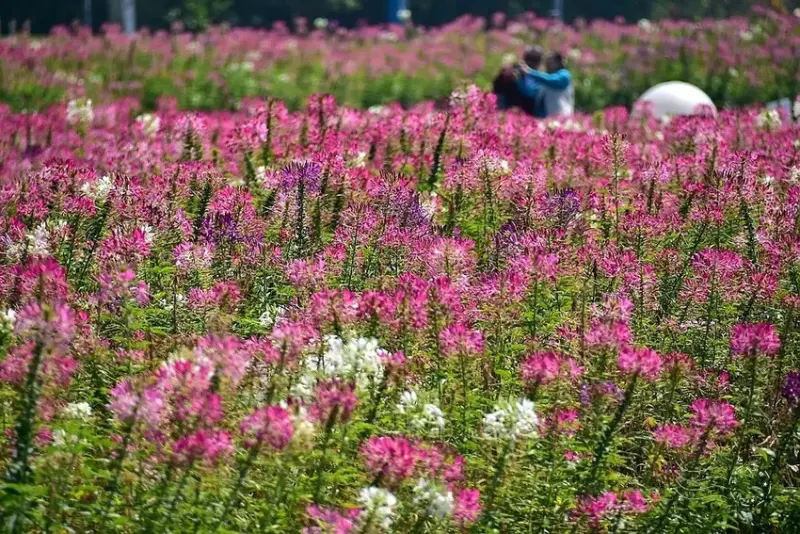 2025古亭河濱公園花海:醉蝶花