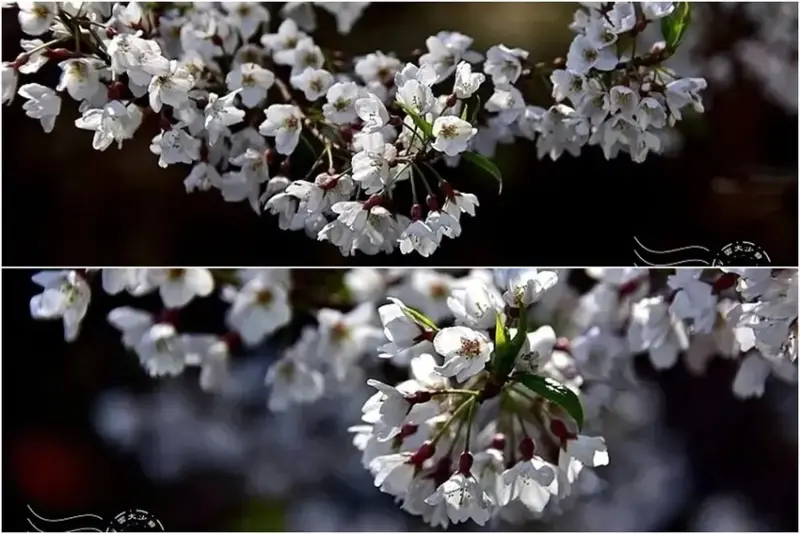 武陵農場【霧社櫻】