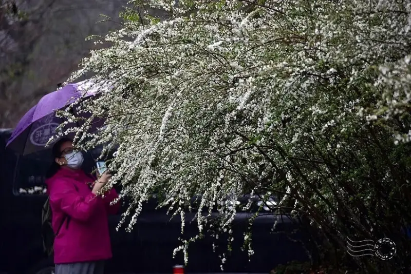 雪霸國家公園:笑靨花