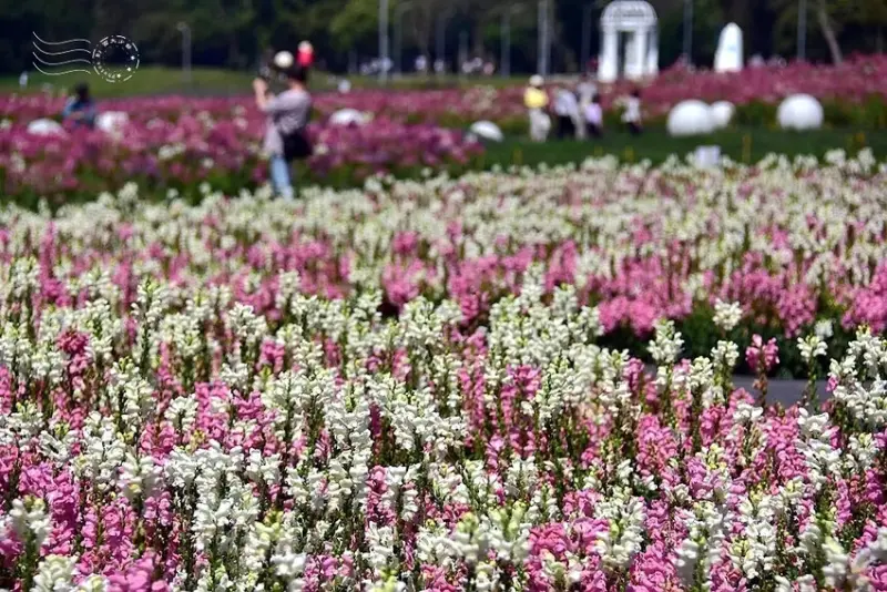 2025古亭河濱公園花海:金魚草