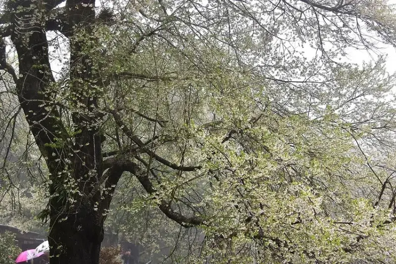 觀霧【霧社櫻王】