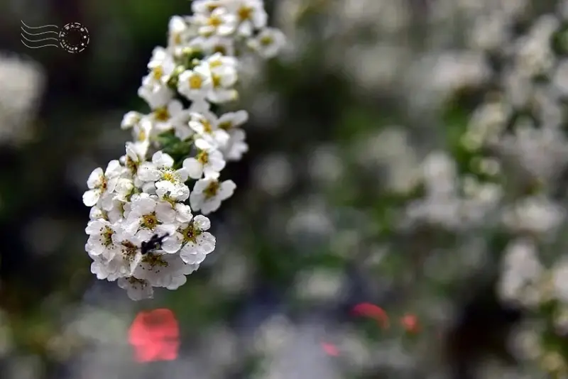 雪霸國家公園:笑靨花