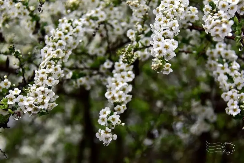 雪霸國家公園:笑靨花