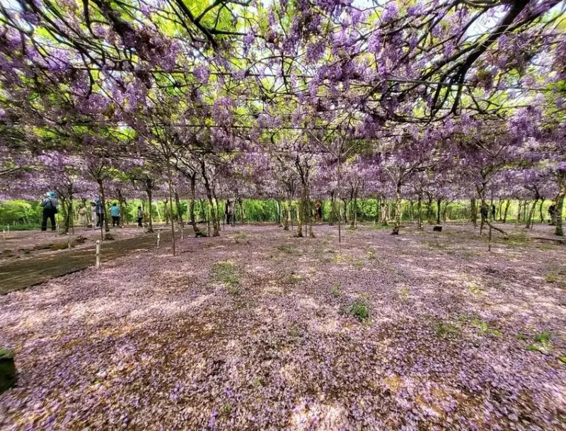 淡水紫藤花園