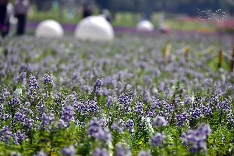 2025古亭河濱公園花海:天使花