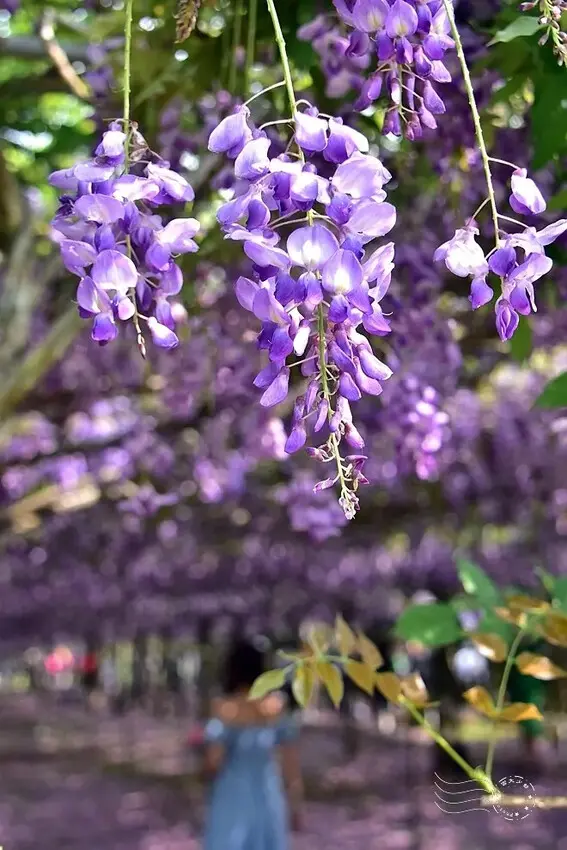淡水紫藤花園 紫藤花