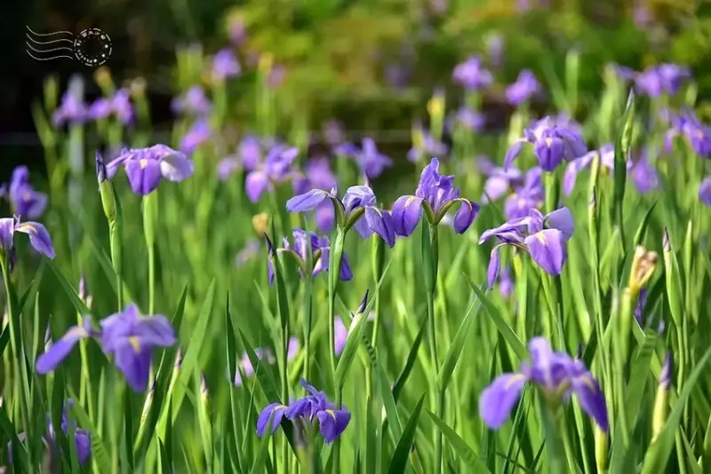 淡水紫藤花園 鳶尾花