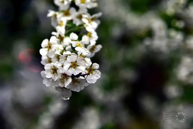 雪霸國家公園:笑靨花