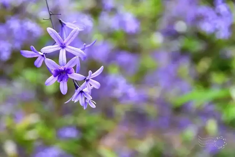 淡水紫藤花園 錫葉藤