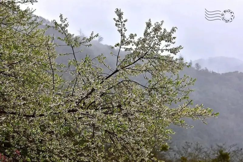 觀霧【霧社櫻王】