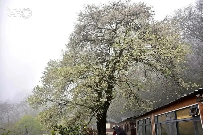 觀霧【霧社櫻王】